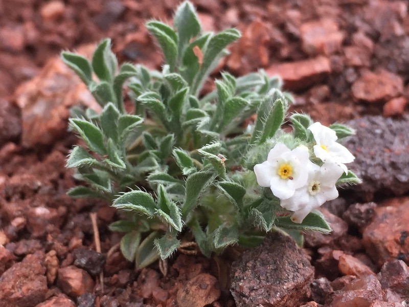 Osterhout's Cryptantha photo 2