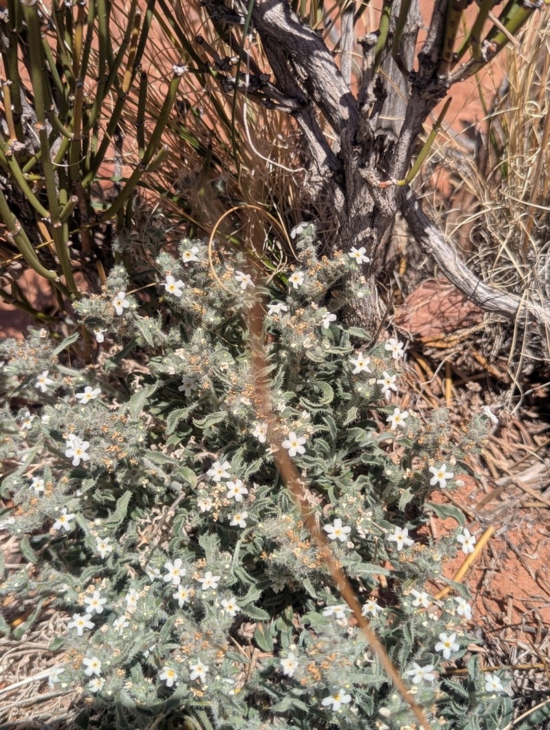 Osterhout's Cryptantha photo 3