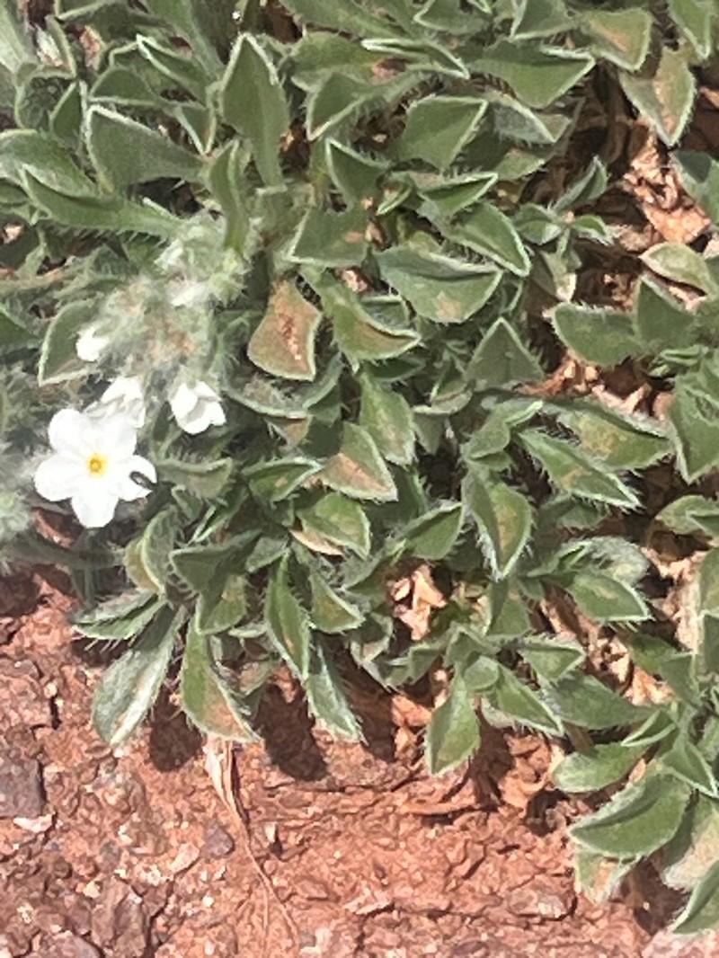 Osterhout's Cryptantha photo 4