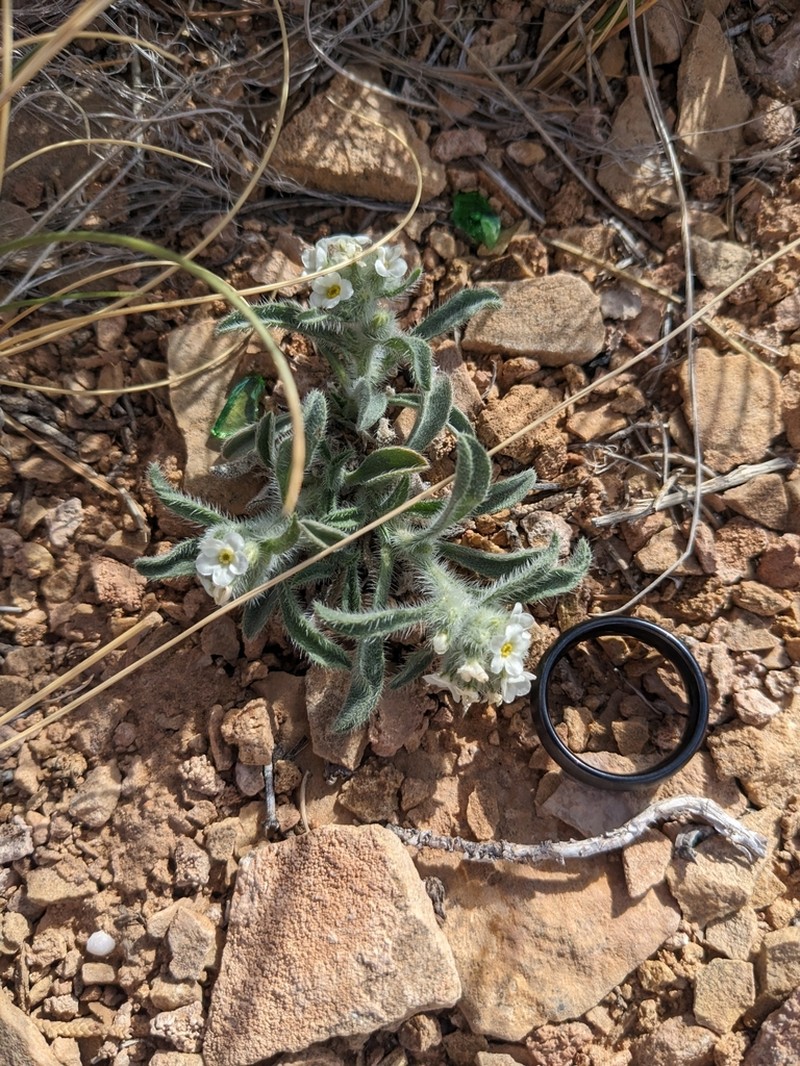 Osterhout's Cryptantha photo 5