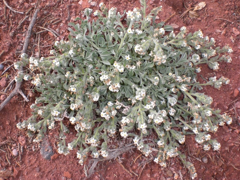Osterhout's Cryptantha photo 6