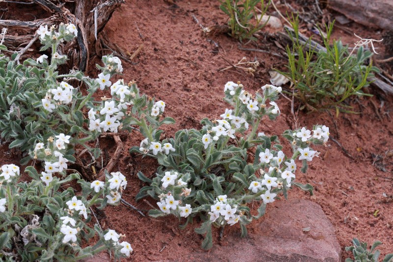 Osterhout's Cryptantha photo 7