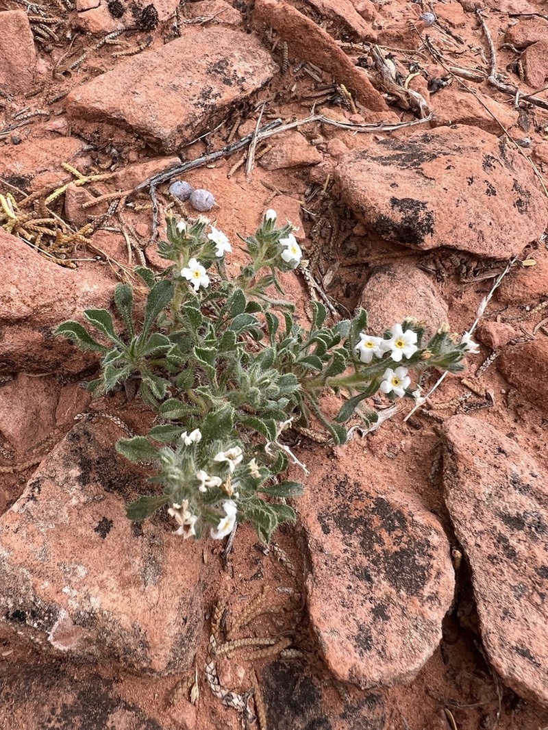 Osterhout's Cryptantha photo 8