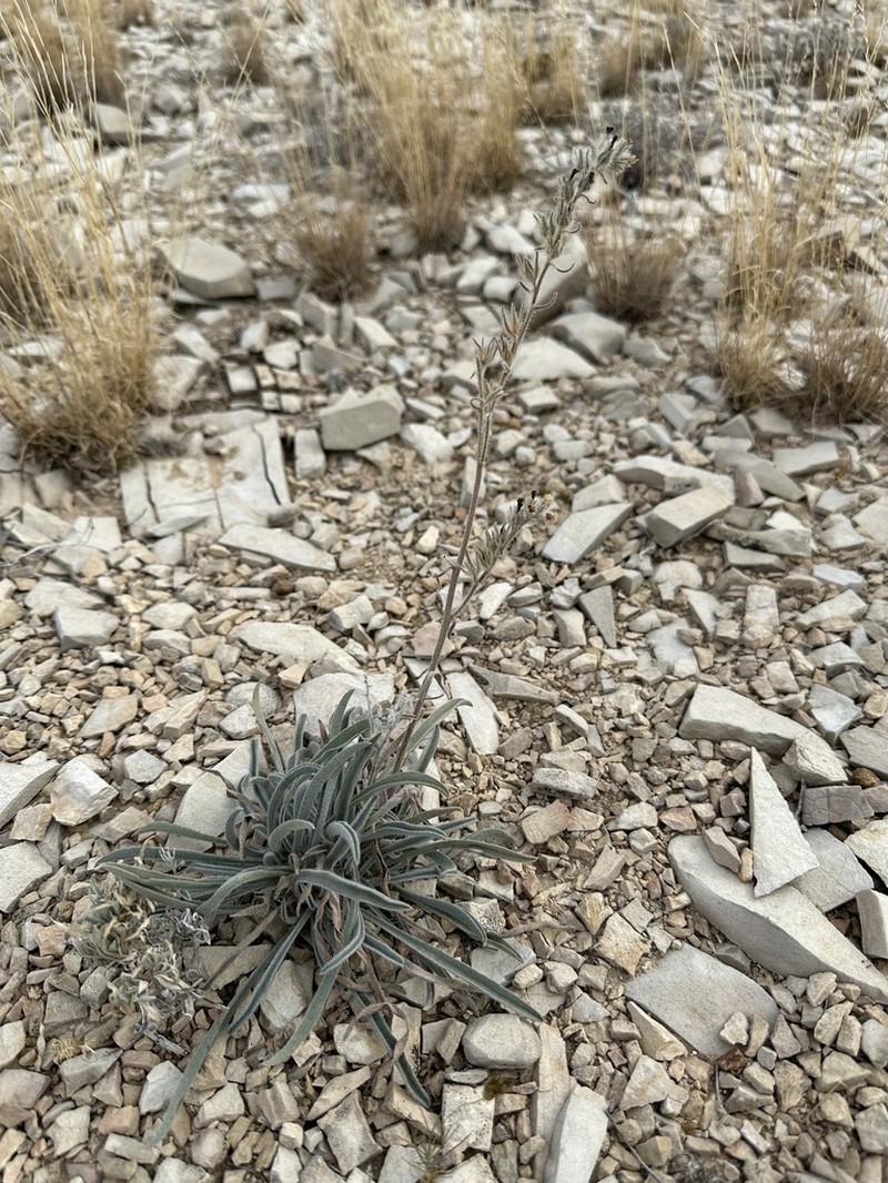 Palmer's Cryptantha