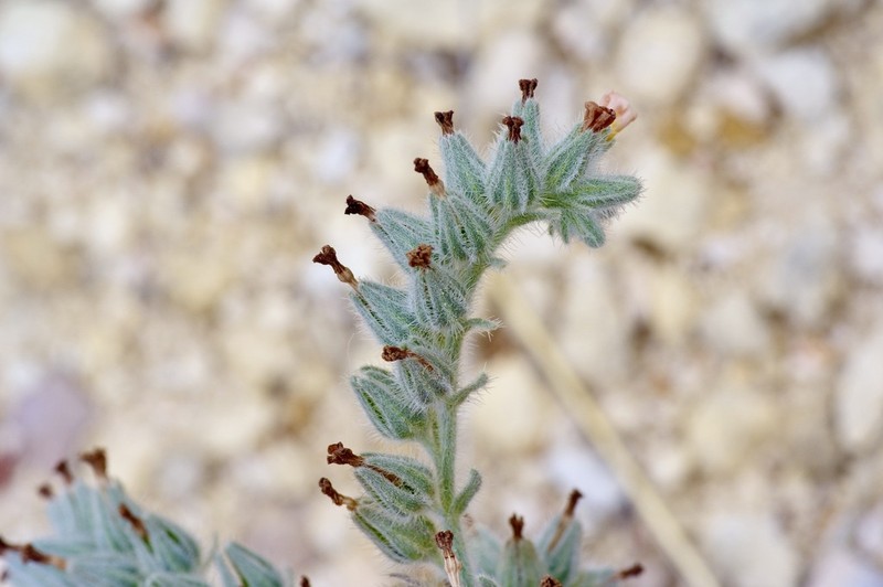 Palmer's Cryptantha photo 2