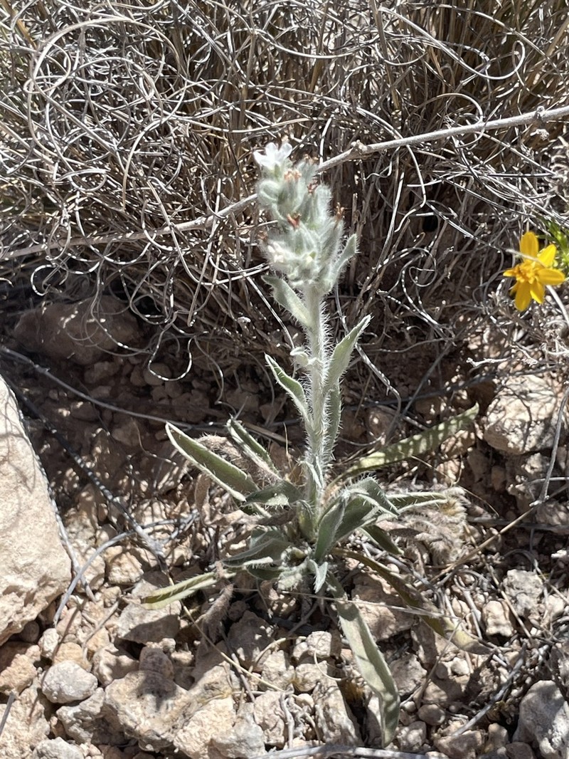 Palmer's Cryptantha photo 3