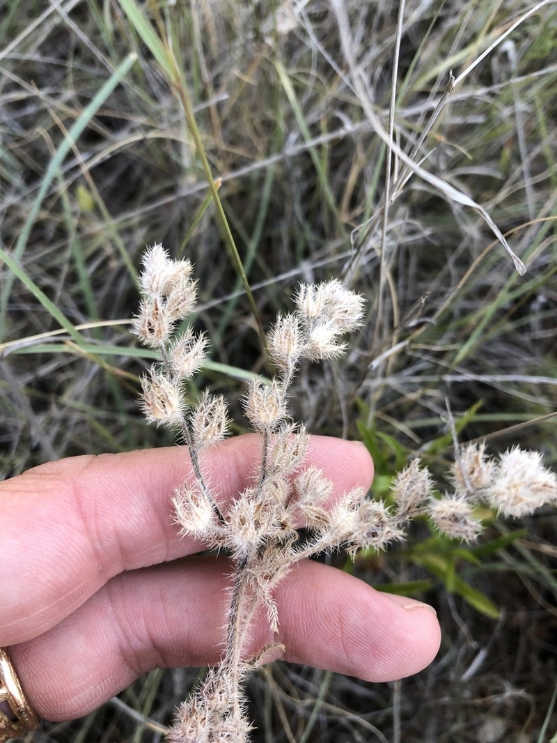 Palmer's Cryptantha photo 4