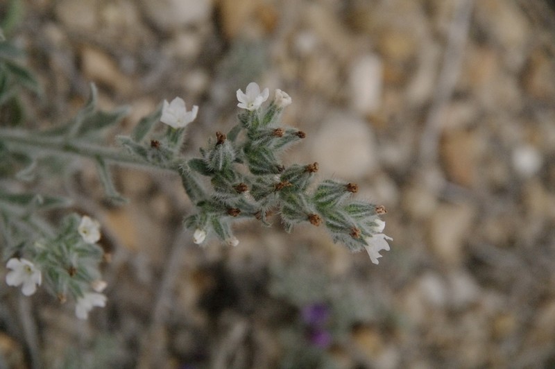 Palmer's Cryptantha photo 5