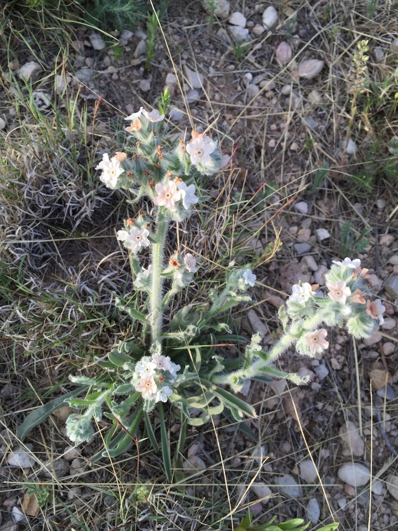 Palmer's Cryptantha photo 6