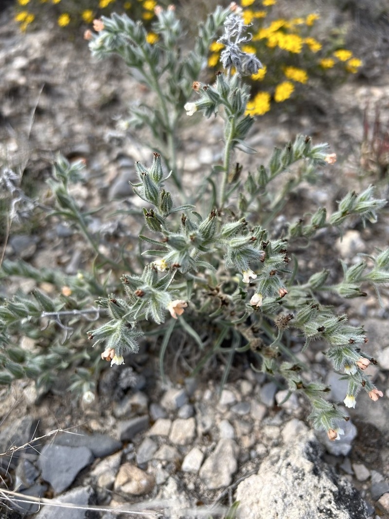 Palmer's Cryptantha photo 7