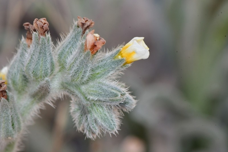 Palmer's Cryptantha photo 8