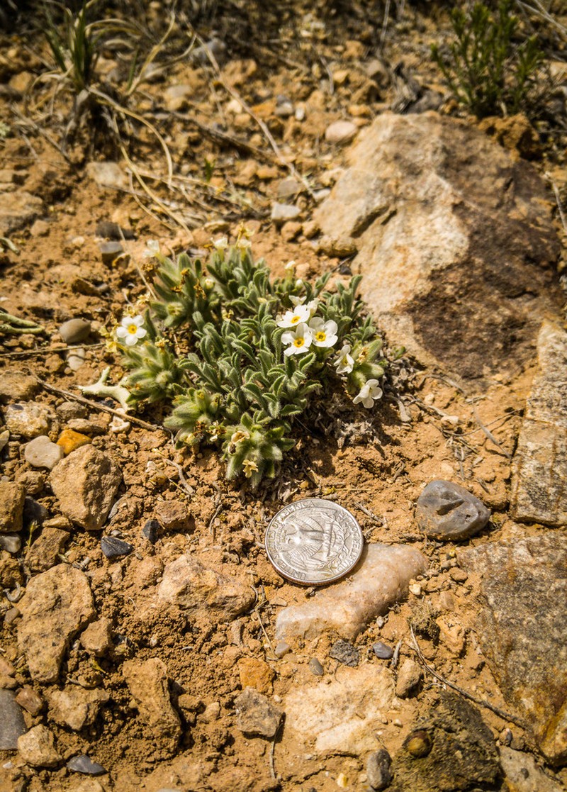 Handsome Cryptantha