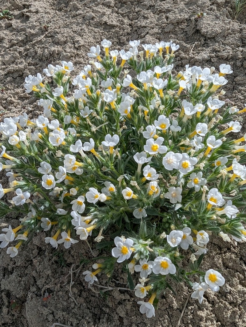 Handsome Cryptantha photo 2