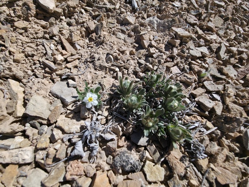 Handsome Cryptantha photo 3