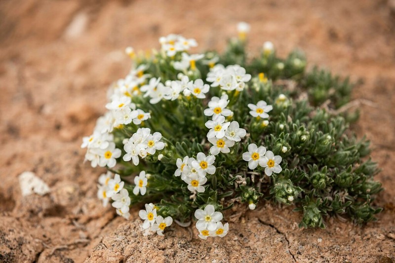Handsome Cryptantha photo 4
