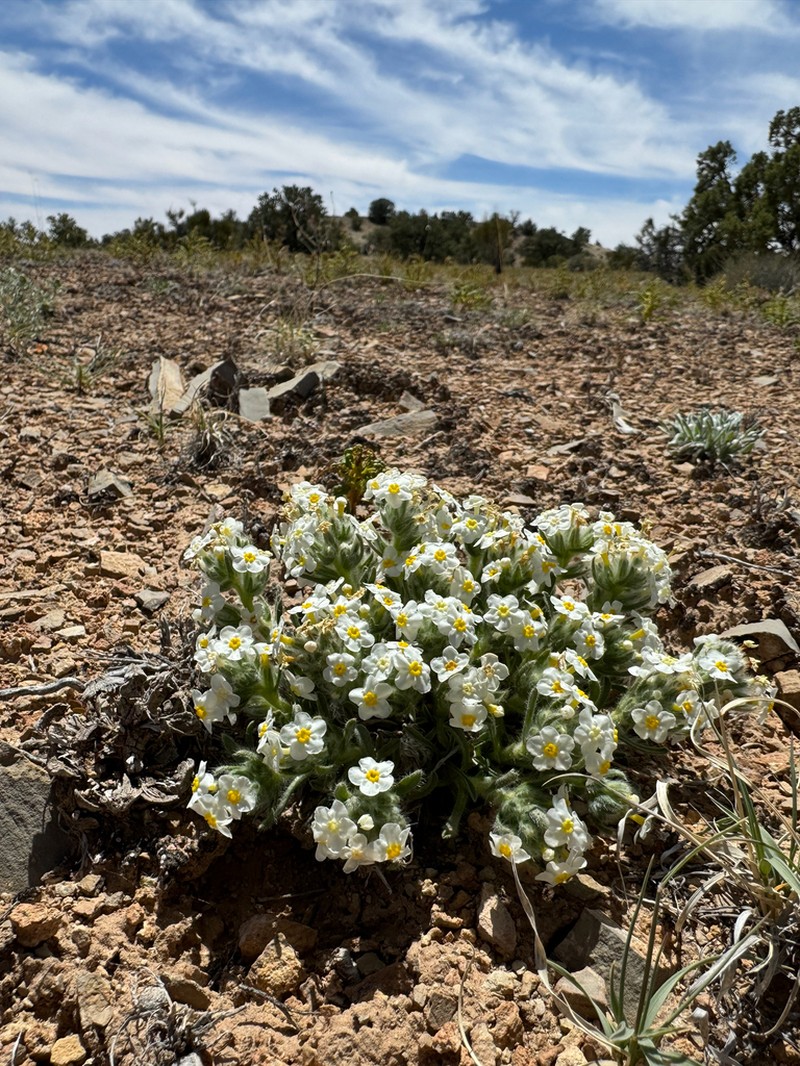 Handsome Cryptantha photo 5