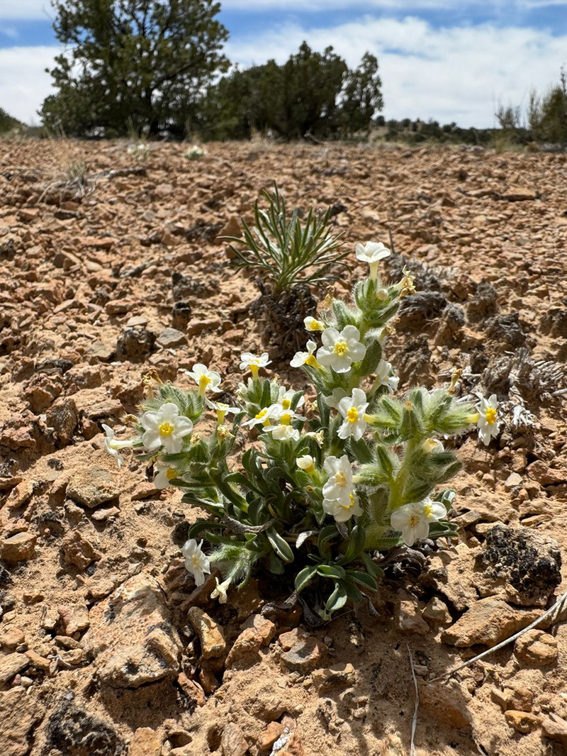 Handsome Cryptantha photo 6