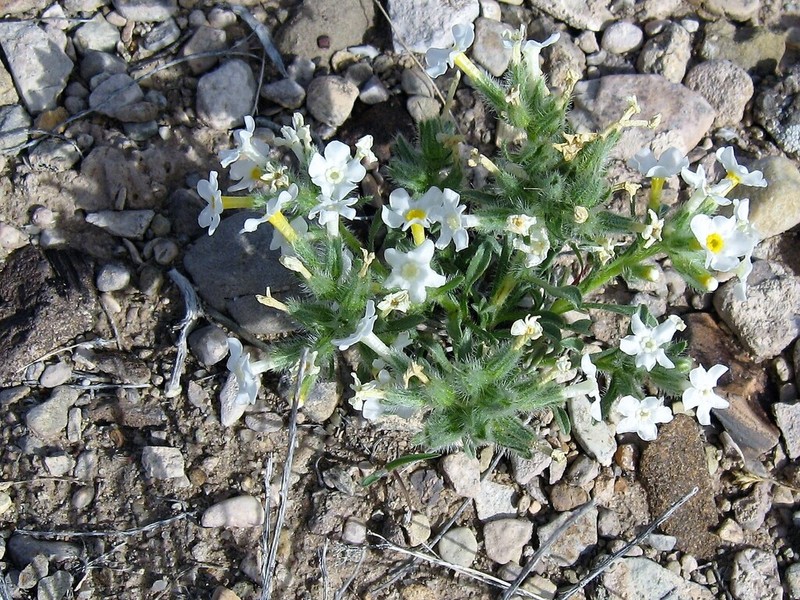 Handsome Cryptantha photo 7