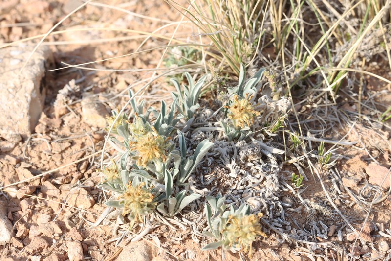 Handsome Cryptantha photo 8