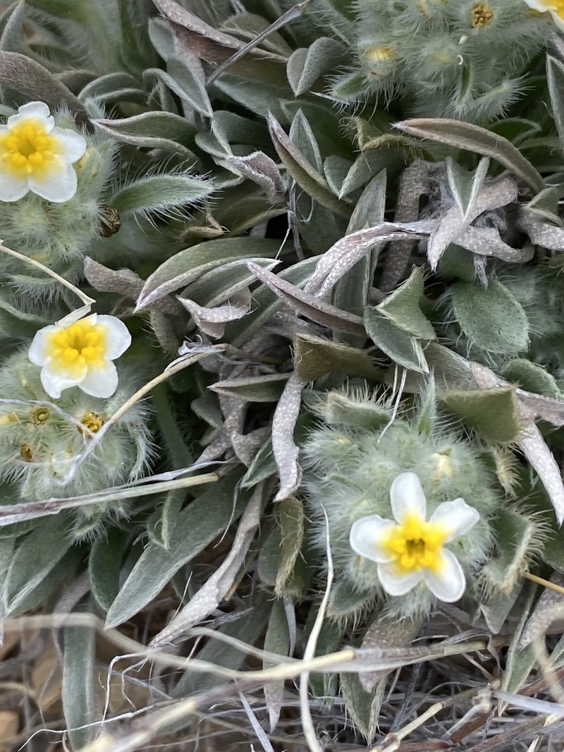 Payson'S Cryptantha