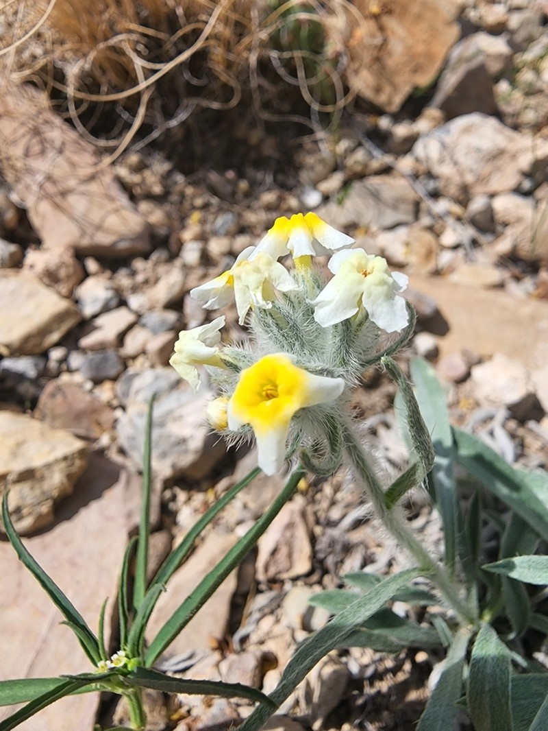 Payson'S Cryptantha photo 2