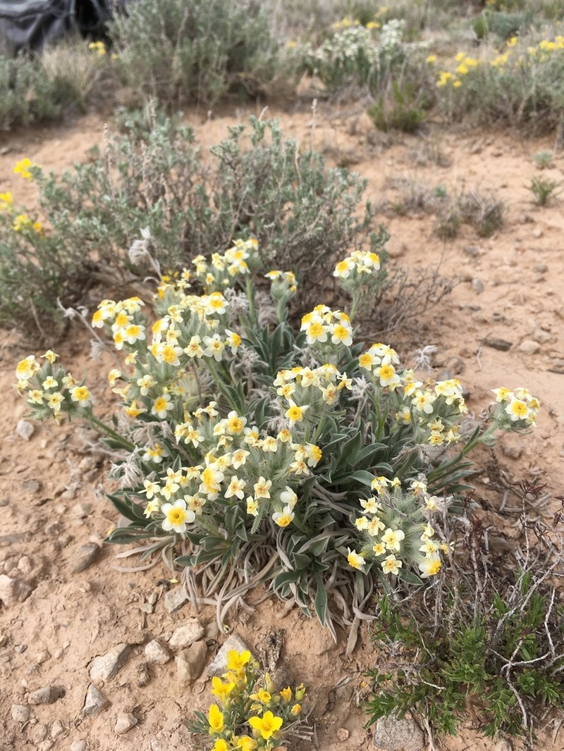 Payson'S Cryptantha photo 3