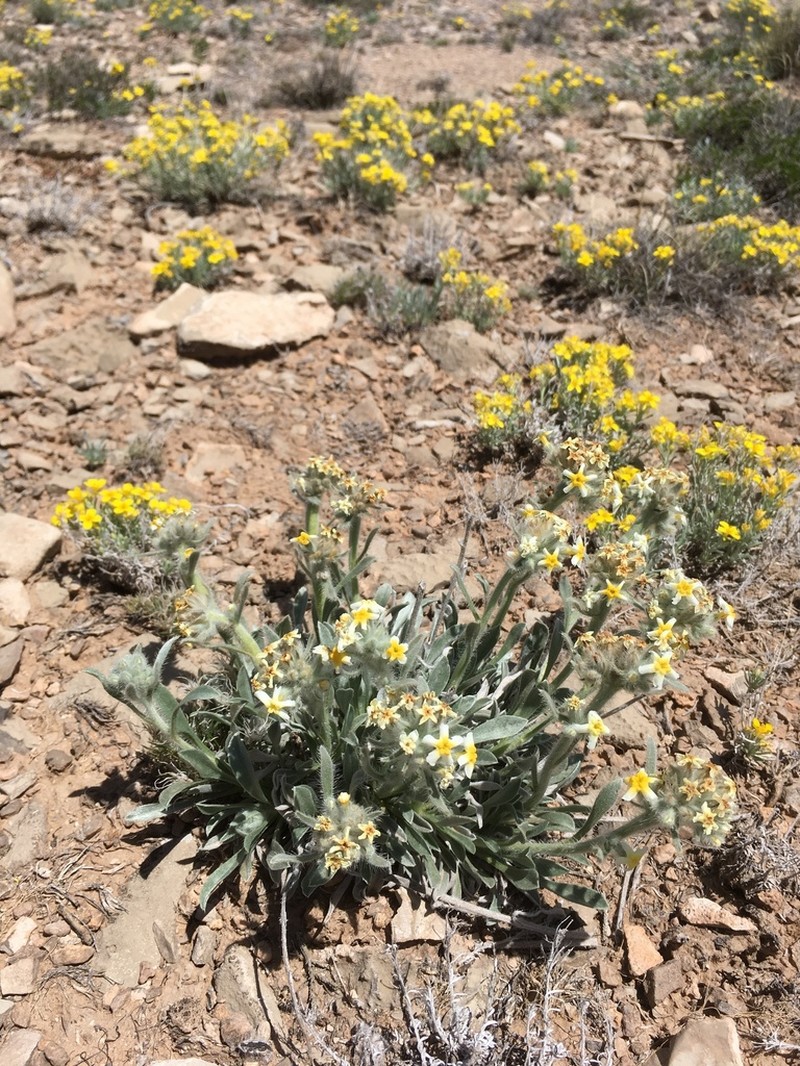 Payson'S Cryptantha photo 4