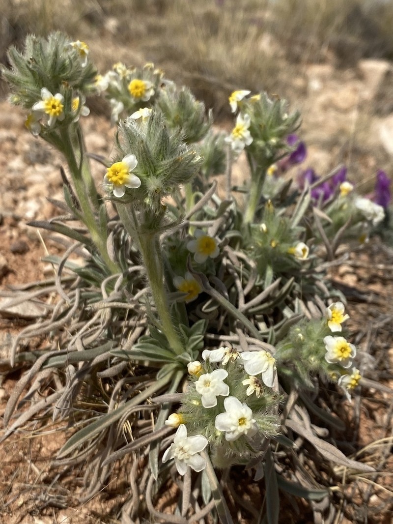 Payson'S Cryptantha photo 5