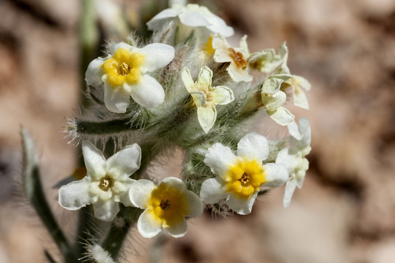 Payson'S Cryptantha photo 6