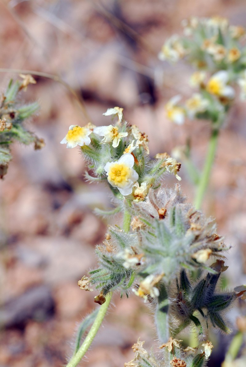 Payson'S Cryptantha photo 7