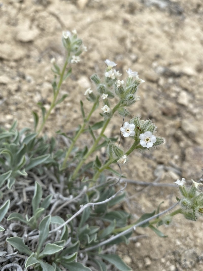 Malheur Cryptantha photo 3