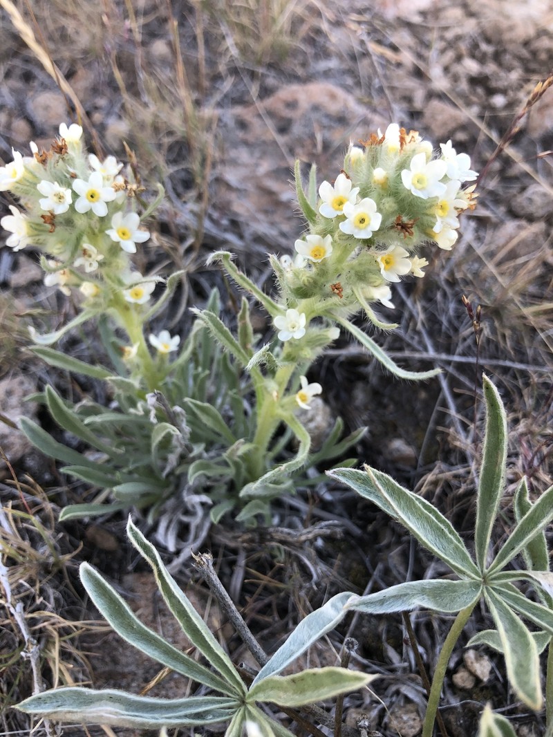 Malheur Cryptantha photo 4