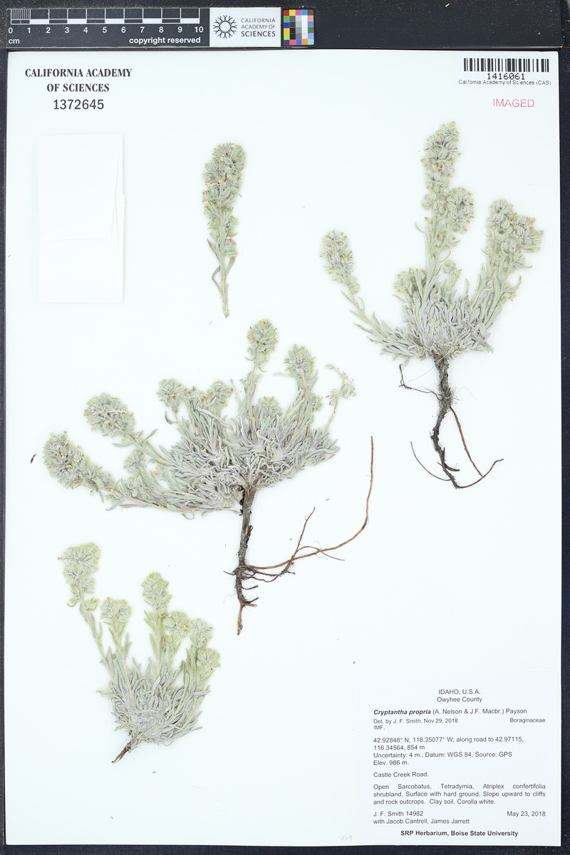Malheur Cryptantha photo 5