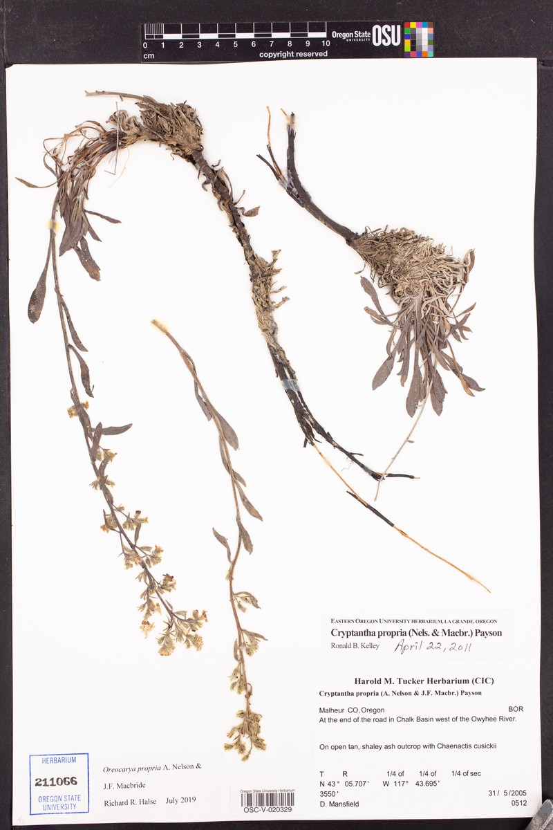 Malheur Cryptantha photo 6