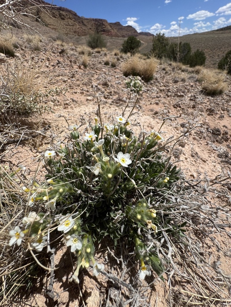 Cryptantha