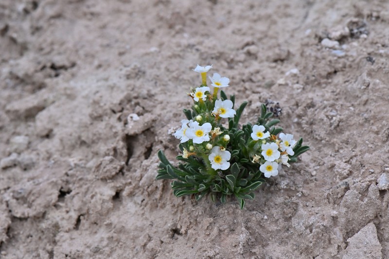 Cryptantha photo 2