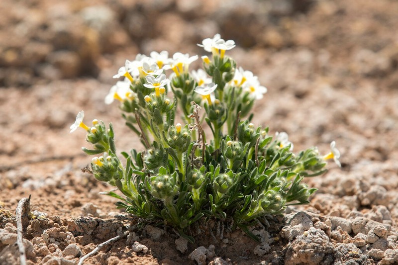 Cryptantha photo 3