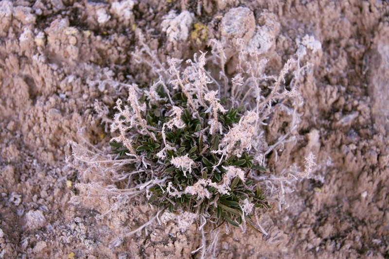 Cryptantha photo 4