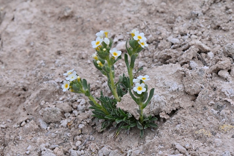 Cryptantha photo 5