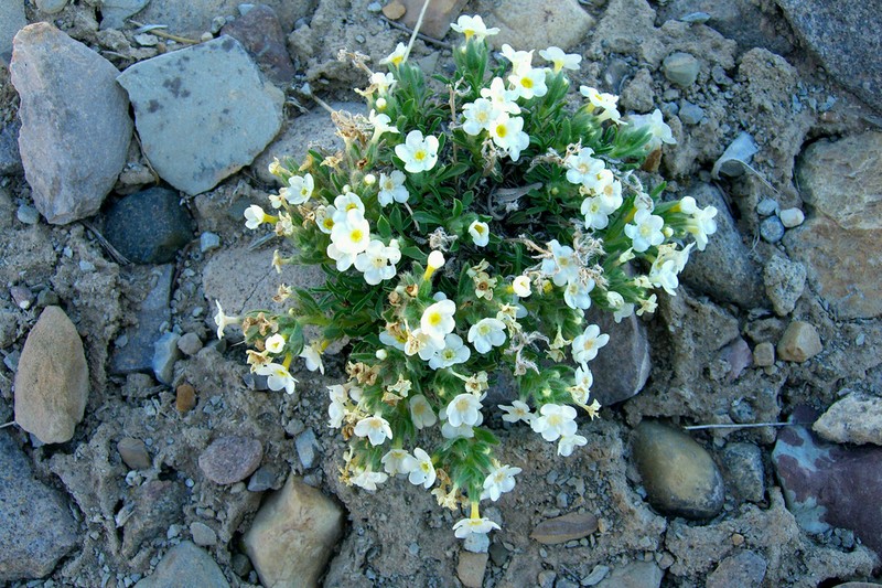 Cryptantha photo 6