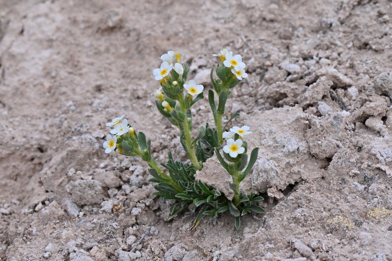 Cryptantha photo 8