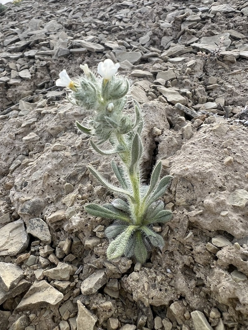 Rollins' Cryptantha