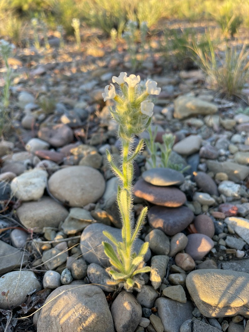 Rollins' Cryptantha photo 2