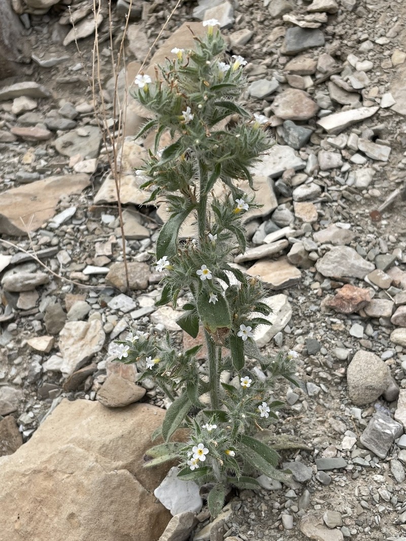 Rollins' Cryptantha photo 3