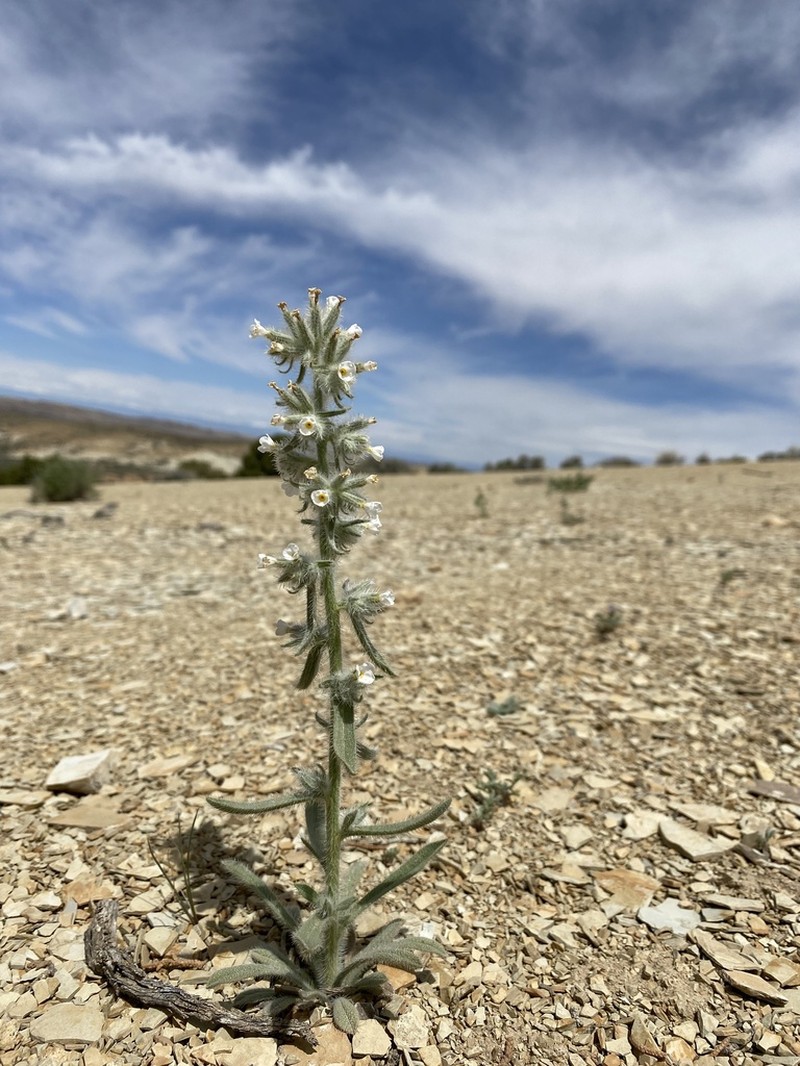 Rollins' Cryptantha photo 4