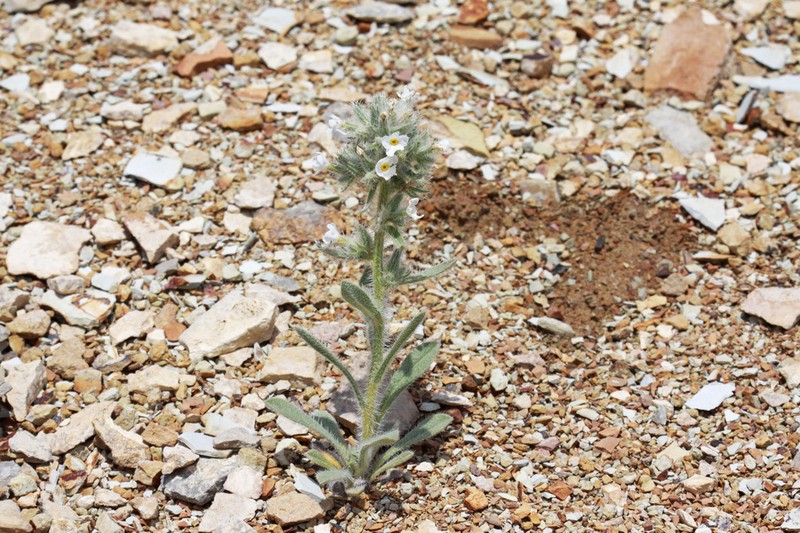 Rollins' Cryptantha photo 5