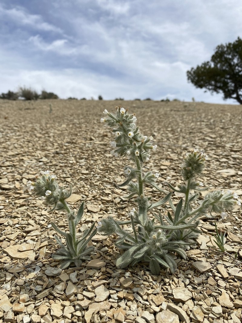 Rollins' Cryptantha photo 6