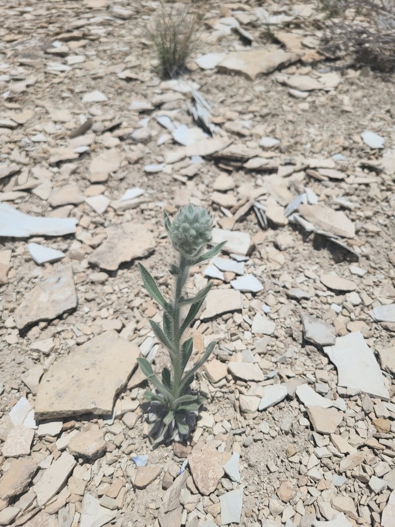 Rollins' Cryptantha photo 7