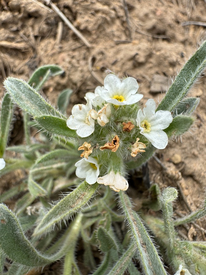 Rollins' Cryptantha photo 8