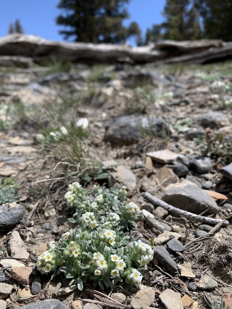 Bristlecone Cryptantha